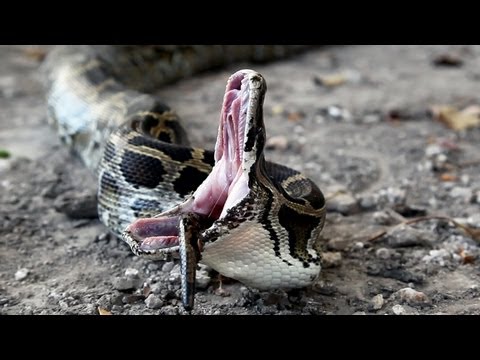 Python - Two Burmese Pythons fighting over one rat, one python gets killed and eaten.