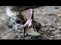 Python eats Python 01 - Deadly Python Fight