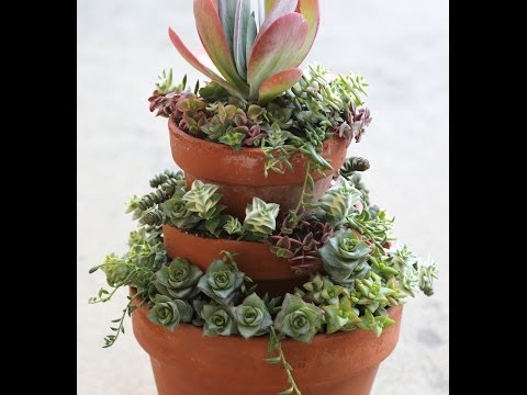 Stacked Crassulas in Stacked Pots