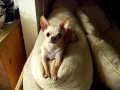 Talking Chihuahua