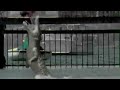 crocodile attacks man. SCARY! Zoo keeper dies?