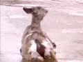 Deer On The Ice Deer On The Ice