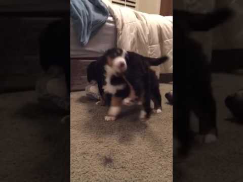 Toots and Aurora playing with momma