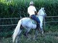 Mangalarga Marchador - Sublime da Falupa