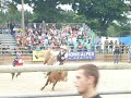 equiblues 2008 st agreve france rodeo bull