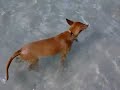 Hondjes op het strand Hondjes op het strand