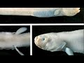 Mineralogy of Hydrothermal Vents