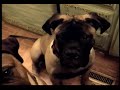 DEXT-ORR BULLMASTIFFS DOGS PLAY IN KITCHEN 10-07