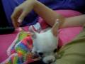 videos de Agressive Chihuahua