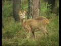 Reegeit met haar Kids [Veluwe]