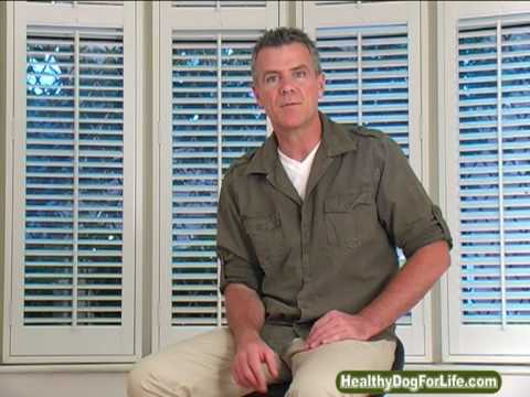 how to treat dka in dogs