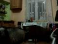 Oto co mój pies NAO robi jak w kuchni nikogo nie ma....