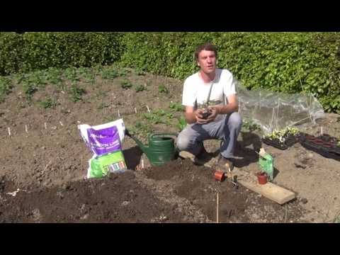 how to transplant broccoli seedlings
