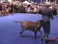 GOLDLEAF MASTIFF - Eukanuba 2006 Part 1 GOLDLEAF MASTIFF - Eukanuba 2006 Part 1