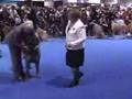 GOLDLEAF MASTIFF - Eukanuba 2006 Part 1