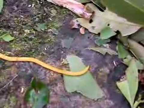 Unknown worm from Ishigaki Island ...
