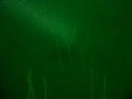 Sea Whips in Hood Canal AKA Balticina Septentrionalis