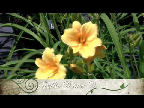 how to grow stella d'oro
