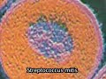 NASA Finds Life on the Moon. Fossils & Life