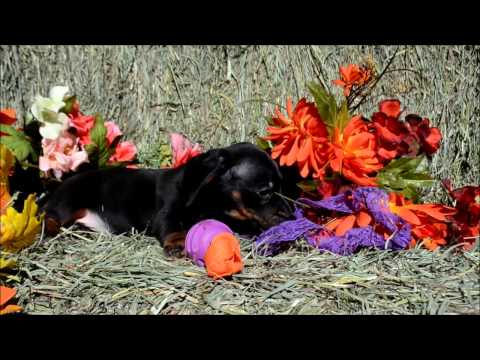 Darla Female Black Tan Miniature Dachshund Puppy for sale