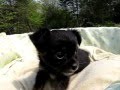 YouTube ����|�b�v�A�b�v�Đ�
