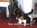 Asielkat Suzie, dierenopvangcentrum Kampen