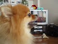 Singing Pomeranian Kobe! Singing Pomeranian Kobe!