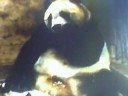 sneezing panda