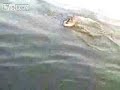 Attack of the Canada Goose