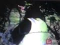 dezzie cow chase