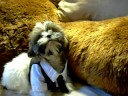 New breed Shorkie Puppies www.shorkie-puppies.net New breed Shorkie Puppies www.shorkie-puppies.net