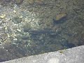Salmon R�o Trubia 2007 IV