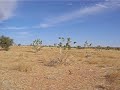 Budapest - Bamako 2008  -  Ejsze Afrik�ba... - Szavanna