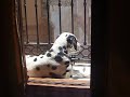 TENGO UN CORAZ�N TENDIDO AL SOL