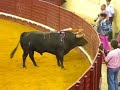 Bullfight in Lisbon