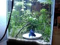 Betta spawning Betta spawning