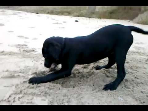 Black Lab Puppy at the beach