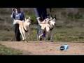 Urban Mushing