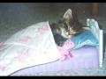 videos de Funny Pictures