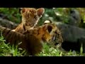 Two Brothers Trailer