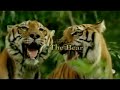 Two Brothers Trailer