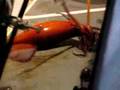 Giant Humbolt Squid
