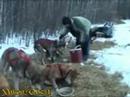 Yukon Quest 2008 - Eagle - A.Ledwidge -