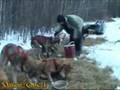 Yukon Quest 2008 - Eagle - A.Ledwidge -