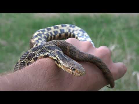 YouTube reptile video