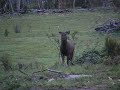sambar-stag.html
