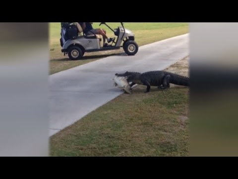 This Alligator Wondered Onto The Golf Course With Big Fish In Its Mouth