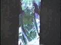 Experimento 1998
