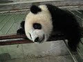 baby-panda-falls.html