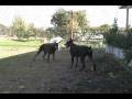 videos de Doberman puppies playing, Kalea & Simon, Female black doberman pinscher puppy for sale, Champ lines, K-NineDobermans.com
